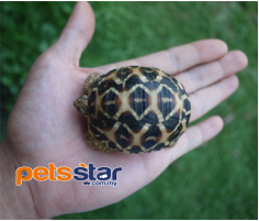Indian Star Tortoise Info Indian Star Tortoise Info